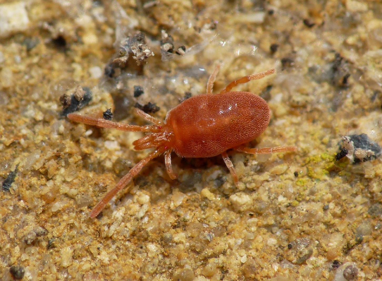 Trombidiidae - Trombidium sp. ?